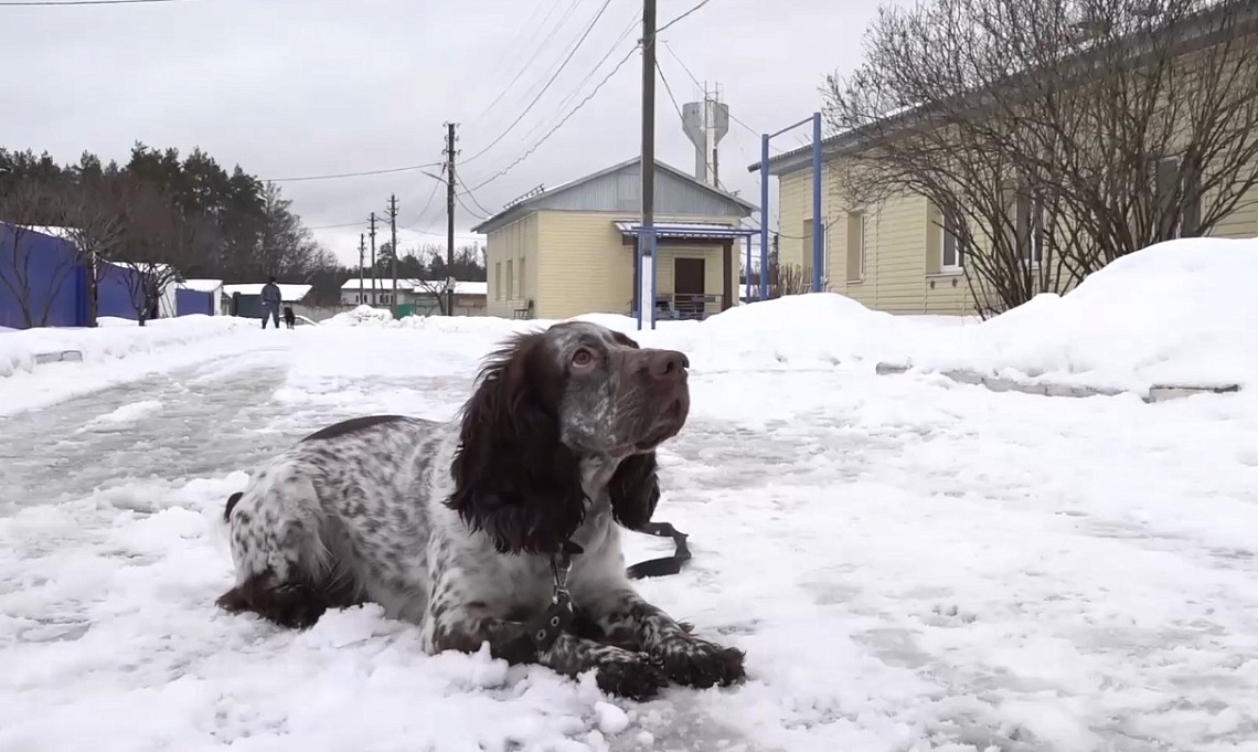 Кинологи МВД и Росгвардии Пензенской области завершили совместные сборы